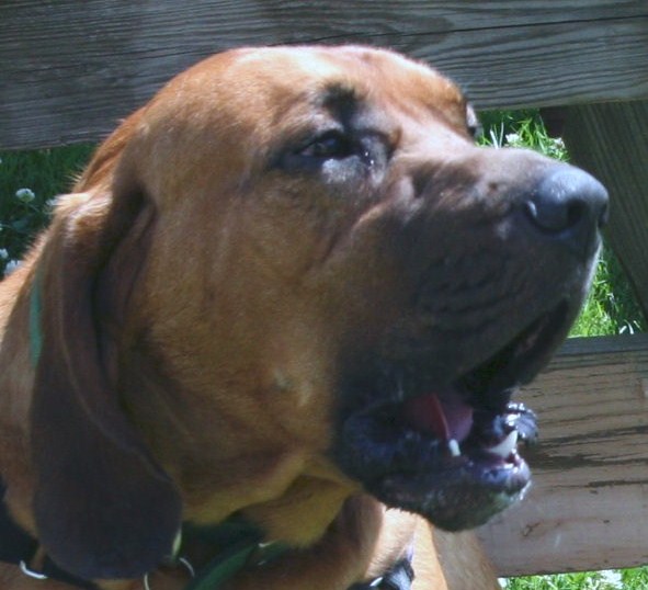 Webb-Countryhound howling edited.jpg